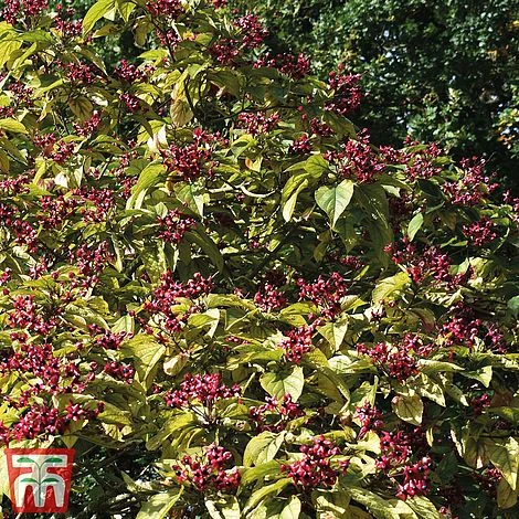 Clerodendrum Trichotomum - Image 3