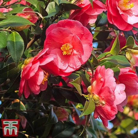 Camellia Japonica 'Doctor King' - Image 2