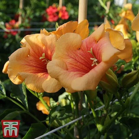 Campsis X Tagliabuana 'Summer Jazz - Gold' - Image 3