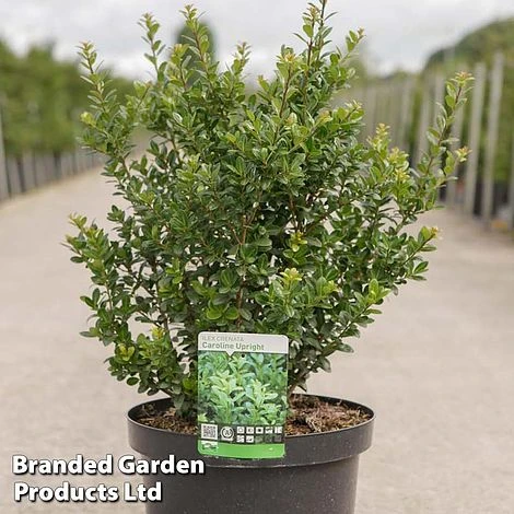 Ilex Crenata 'Caroline Upright'