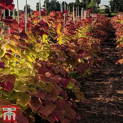 Cercis 'Eternal Flame' - Image 4