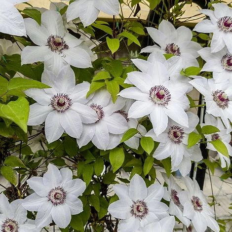 Clematis Large Flowered Trio - Image 2
