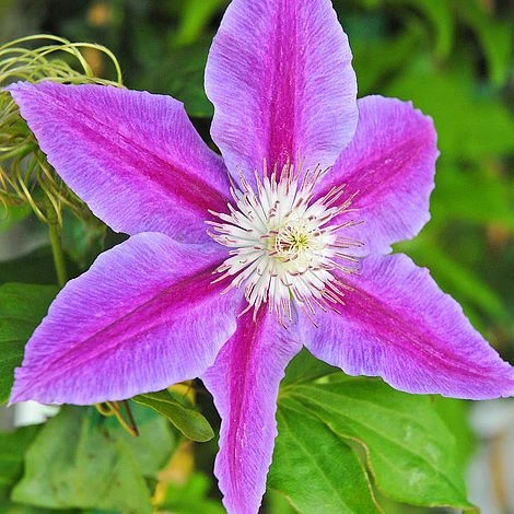 Clematis Large Flowered Trio - Image 3