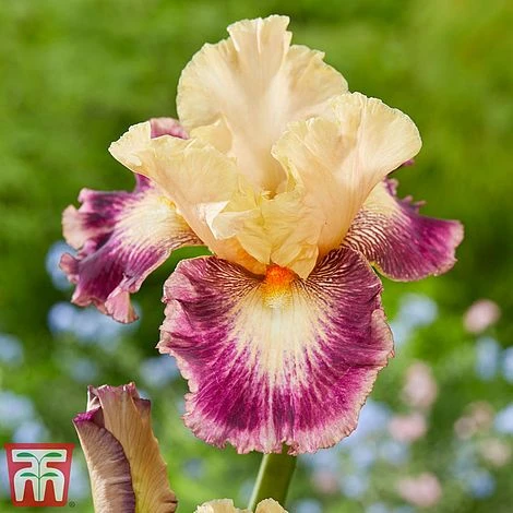 Iris Premium Collection - Image 3