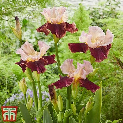 Iris Premium Collection - Image 4