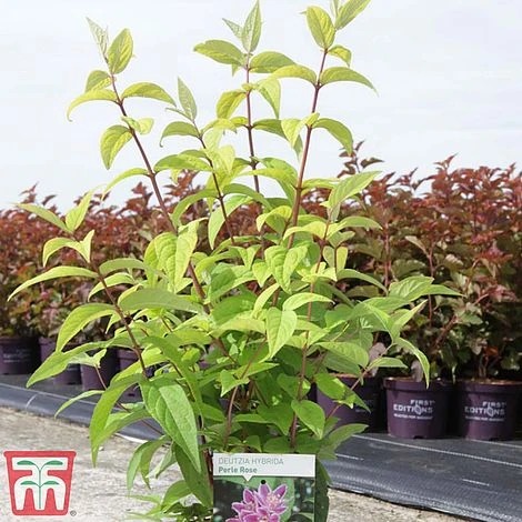 Deutzia X Hybrida 'Perle Rose' - Image 3