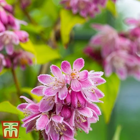 Deutzia X Hybrida 'Perle Rose' - Image 2