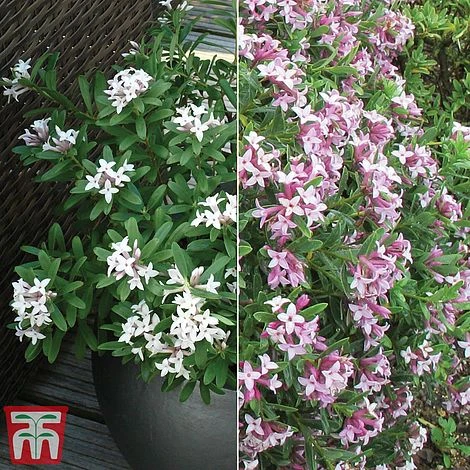 Daphne Fragrance Duo - Image 2