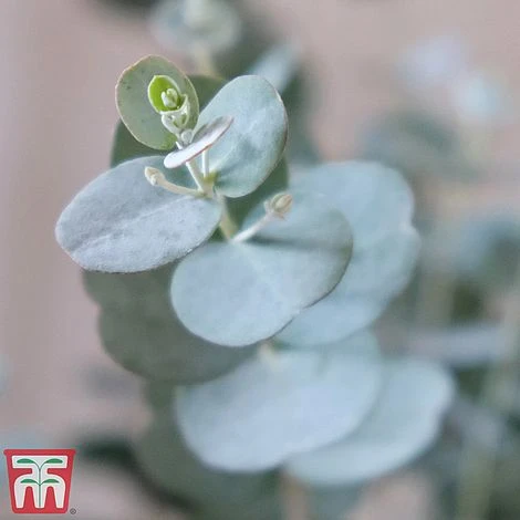 Eucalyptus Gunnii 'Azura' - Image 2