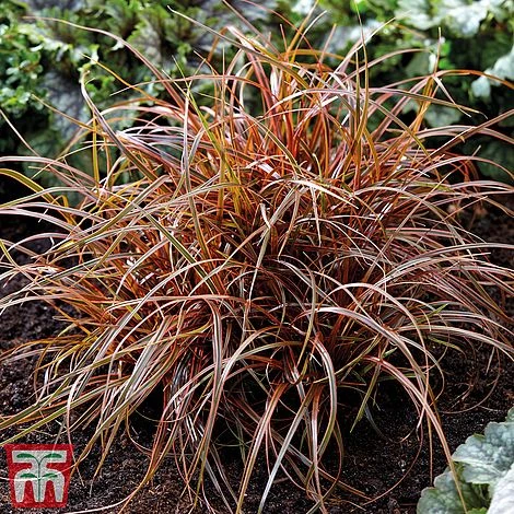 Uncinia Rubra ‘Everflame’ - Image 2