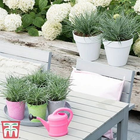 Fascicularia Bicolor - Image 4