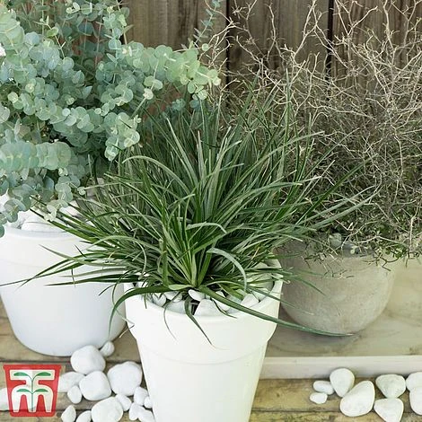 Fascicularia Bicolor - Image 2