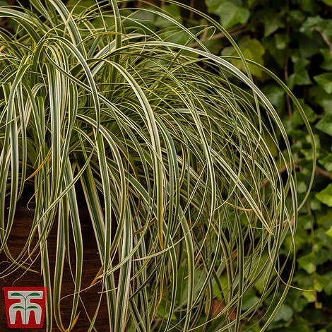 Carex 'Feather Falls' - Image 6