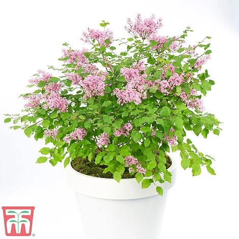 Lilac Dwarf 'Flowerfesta® Pink' - Image 3
