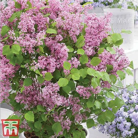 Lilac Dwarf 'Flowerfesta® Pink' - Image 4