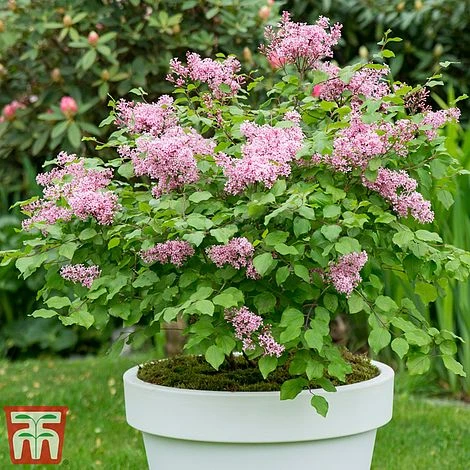 Lilac Dwarf 'Flowerfesta® Pink' - Image 5