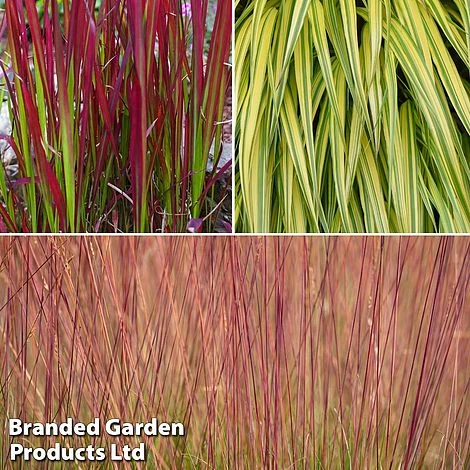 Summer Grass Trio - Image 3