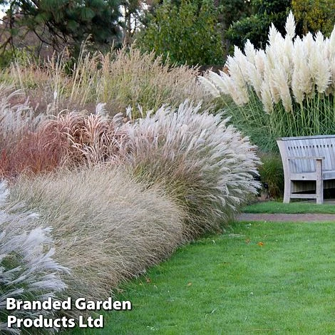 Nurserymans Choice Grass Collection - Image 2