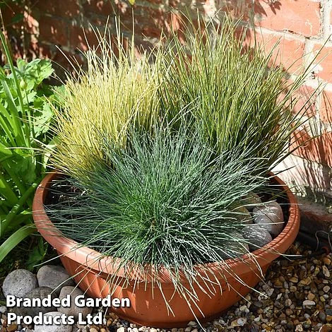 Nurserymans Choice Grass Collection - Image 3