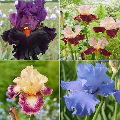 Iris Premium Collection - Image 2