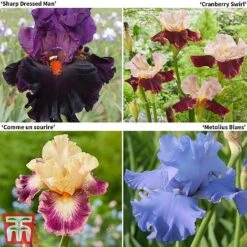 Iris Premium Collection