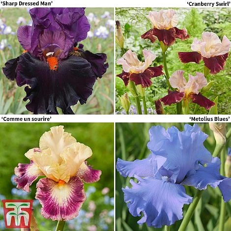 Iris Premium Collection