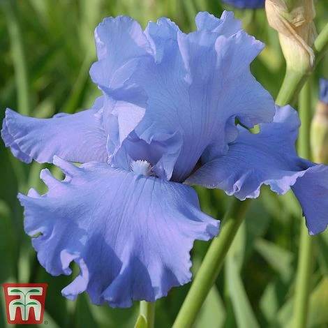 Iris Premium Collection - Image 5