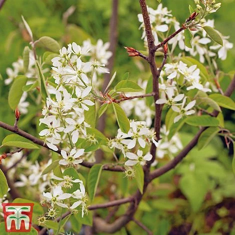 Amelanchier Canadensis - Image 4