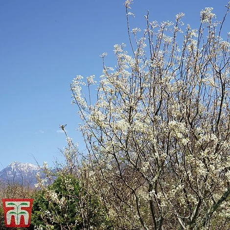 Amelanchier Canadensis - Image 2