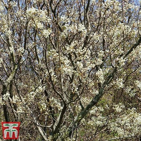 Amelanchier Canadensis - Image 5