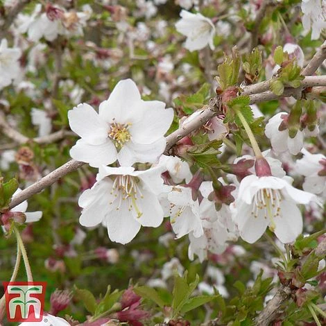 Prunus Incisa 'Kojo-No-Mai' - Image 5