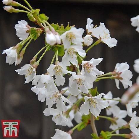 Prunus Incisa 'Kojo-No-Mai' - Image 7