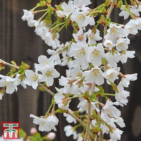 Prunus Incisa 'Kojo-No-Mai' - Image 6
