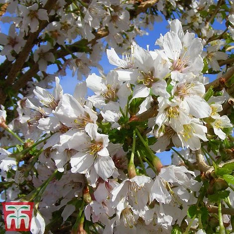 Prunus Incisa 'Kojo-No-Mai' - Image 4
