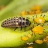Ladybird Larvae - Adalia Bipunctata