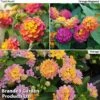Lantana Camara Calippo Collection