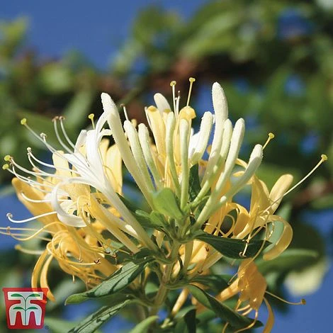 Honeysuckle 'Halliana' - Trellis - Image 5
