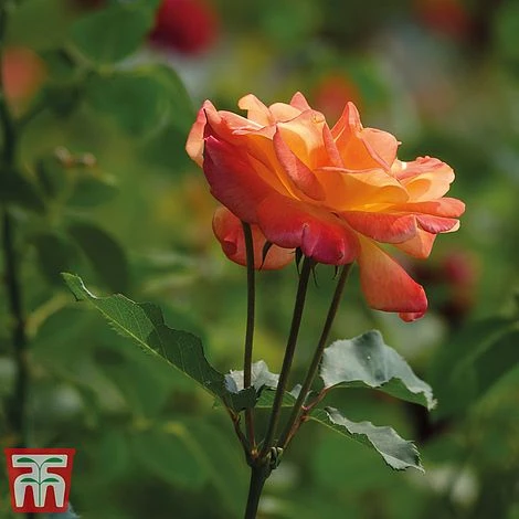 Rose 'Climbing Masquerade' - Image 3