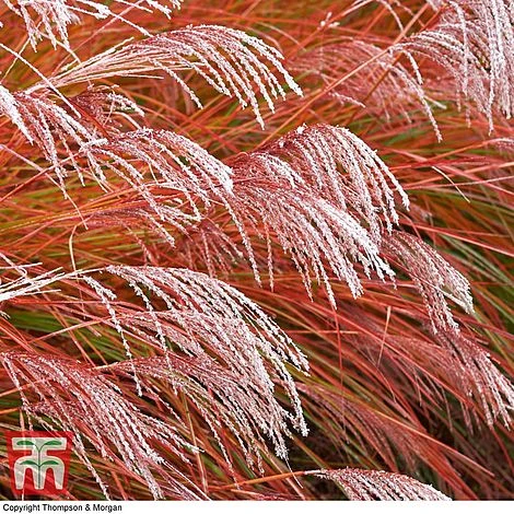 Miscanthus 'Indian Summer' - Image 2