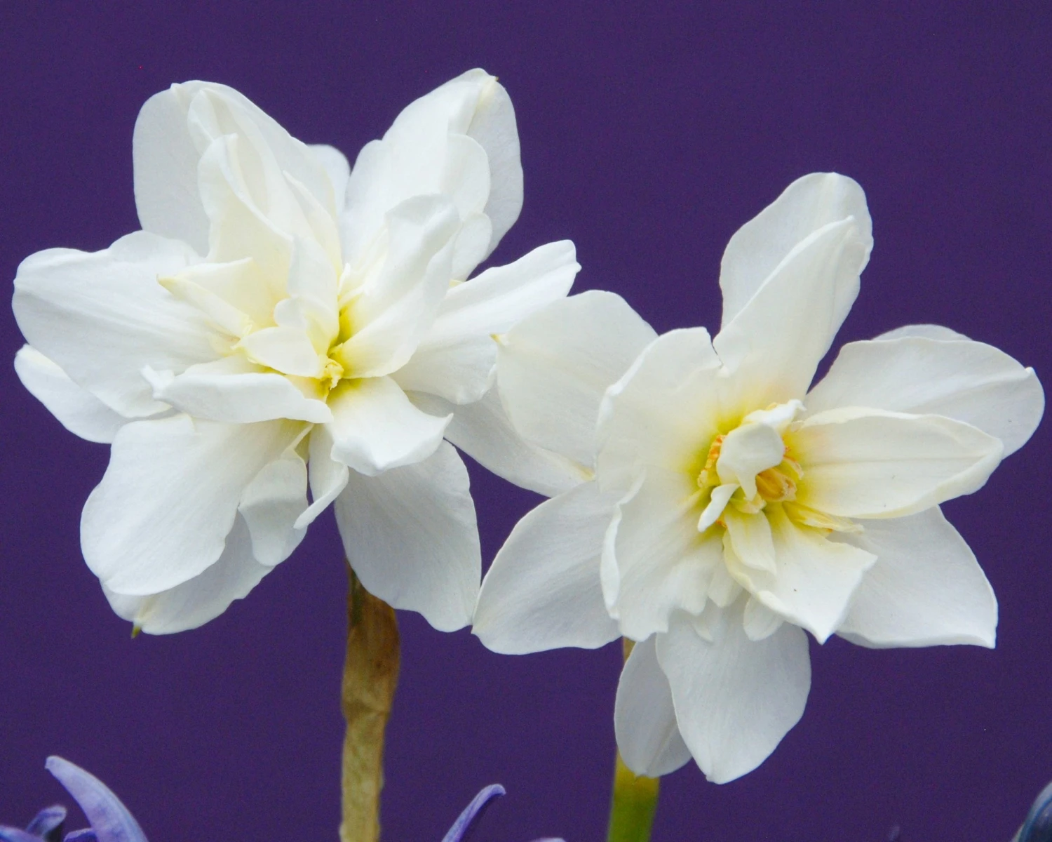 Narcissus 'Albus Plenus Odoratus' - Image 4