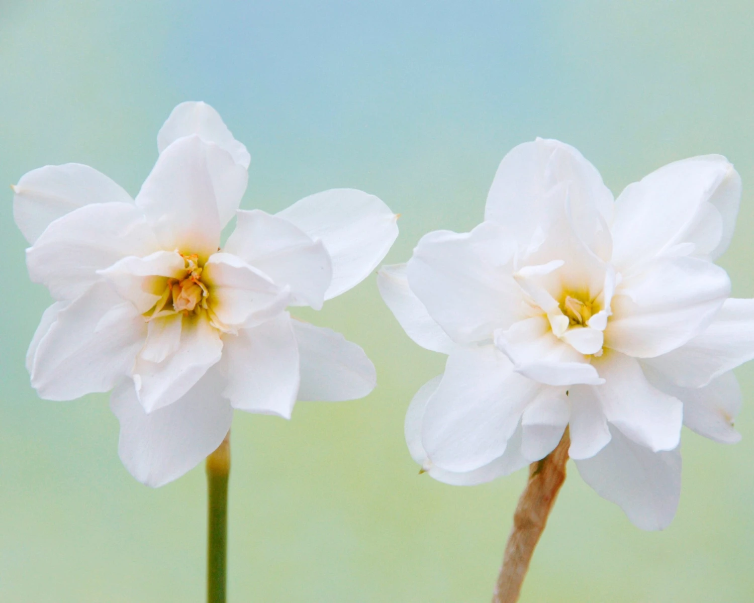 Narcissus 'Albus Plenus Odoratus' - Image 2