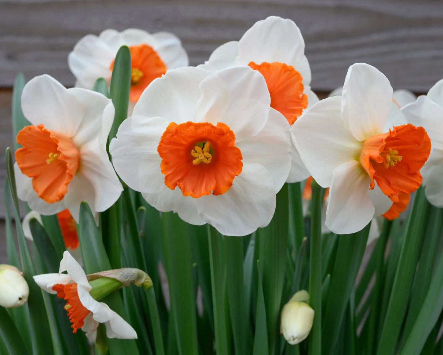 Narcissus 'Amadeus' - Image 4