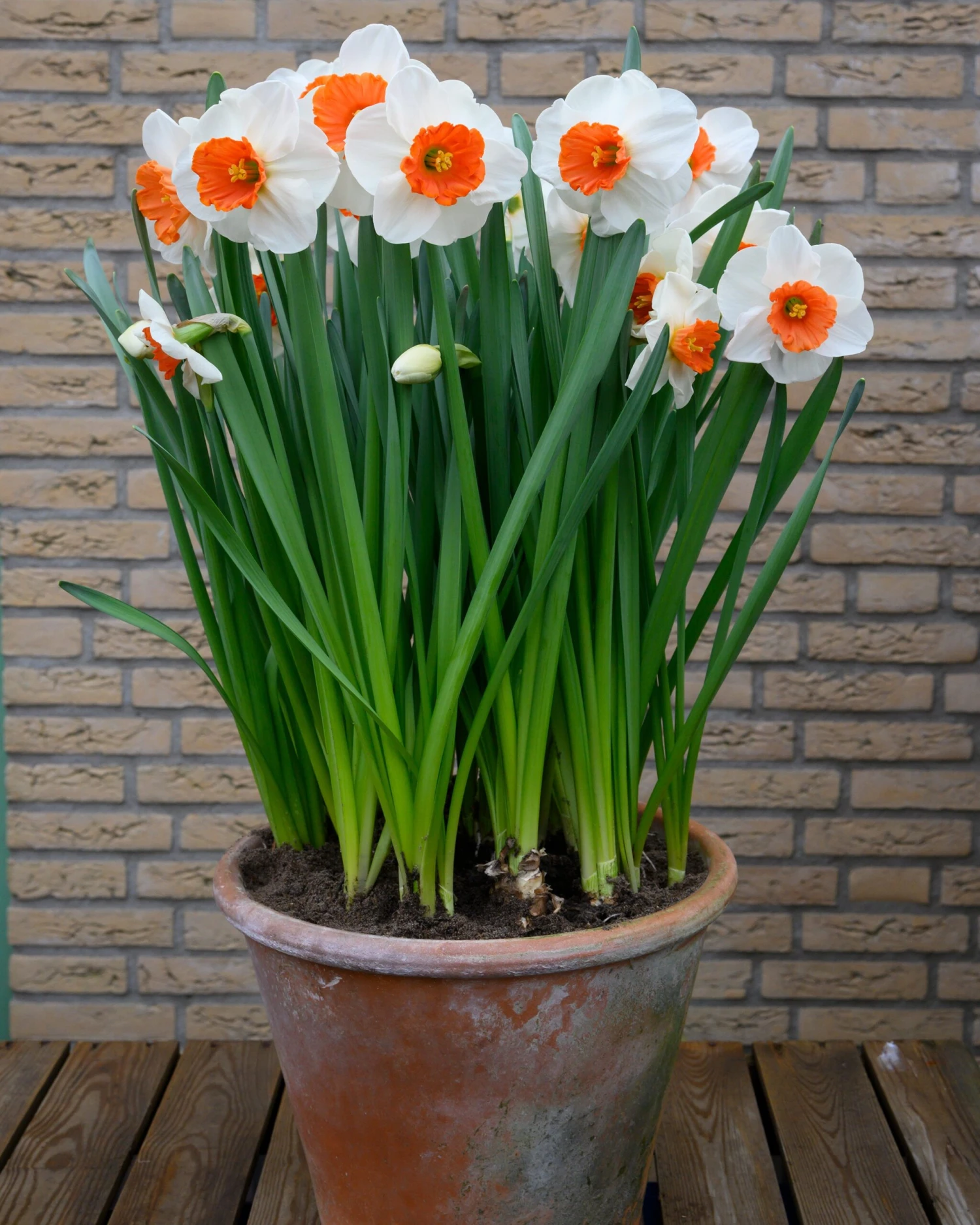 Narcissus 'Amadeus' - Image 3