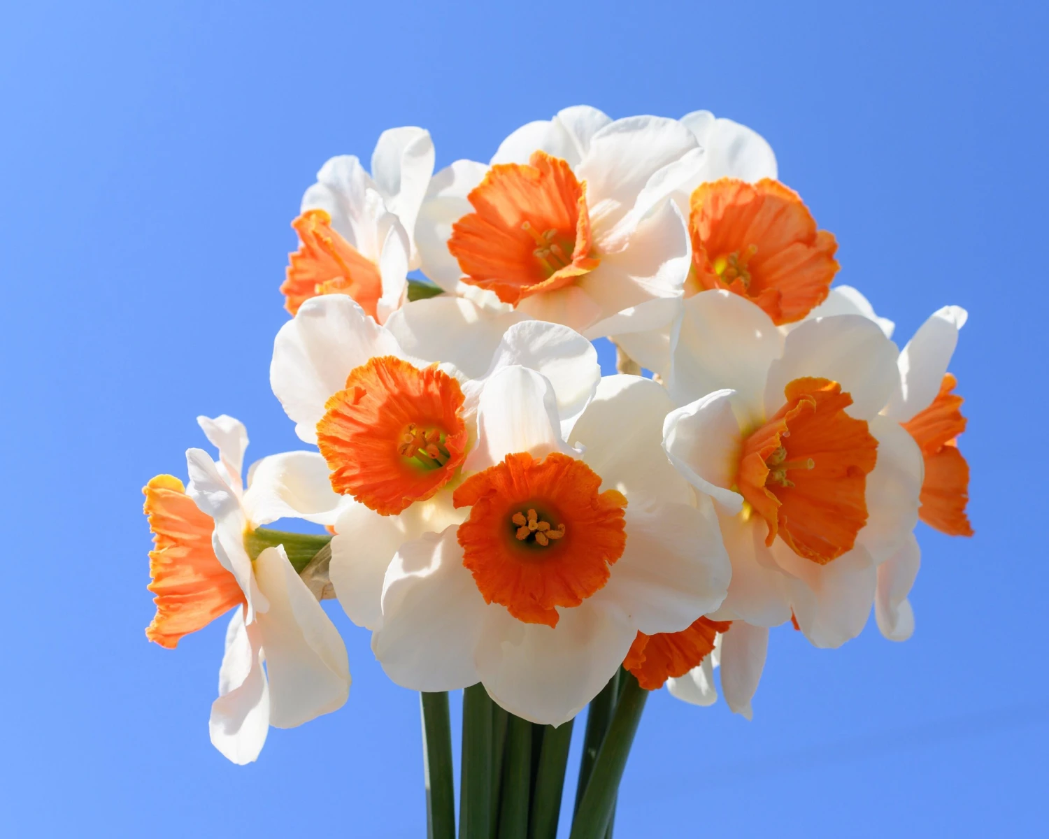 Narcissus 'Amadeus' - Image 7