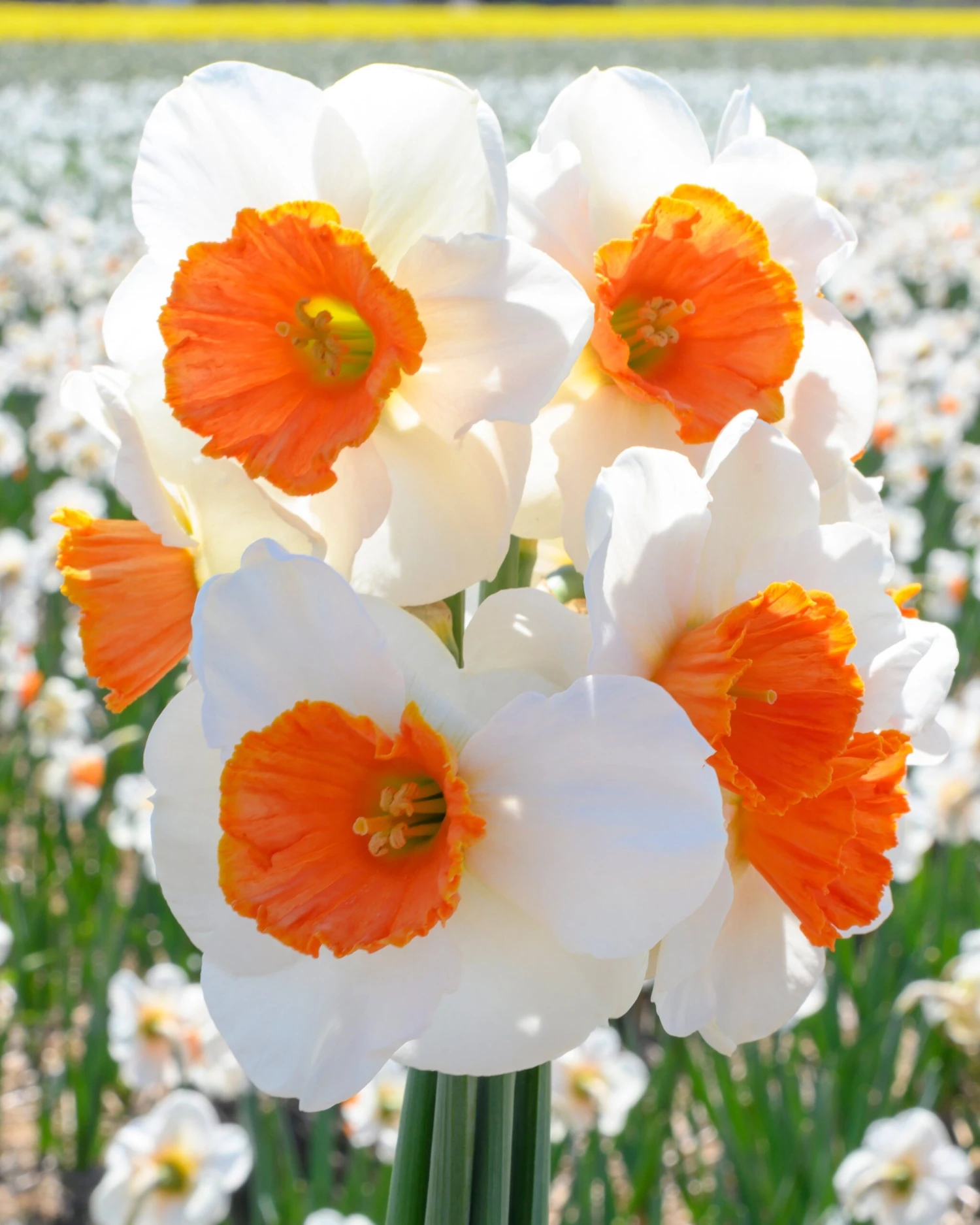 Narcissus 'Amadeus' - Image 5