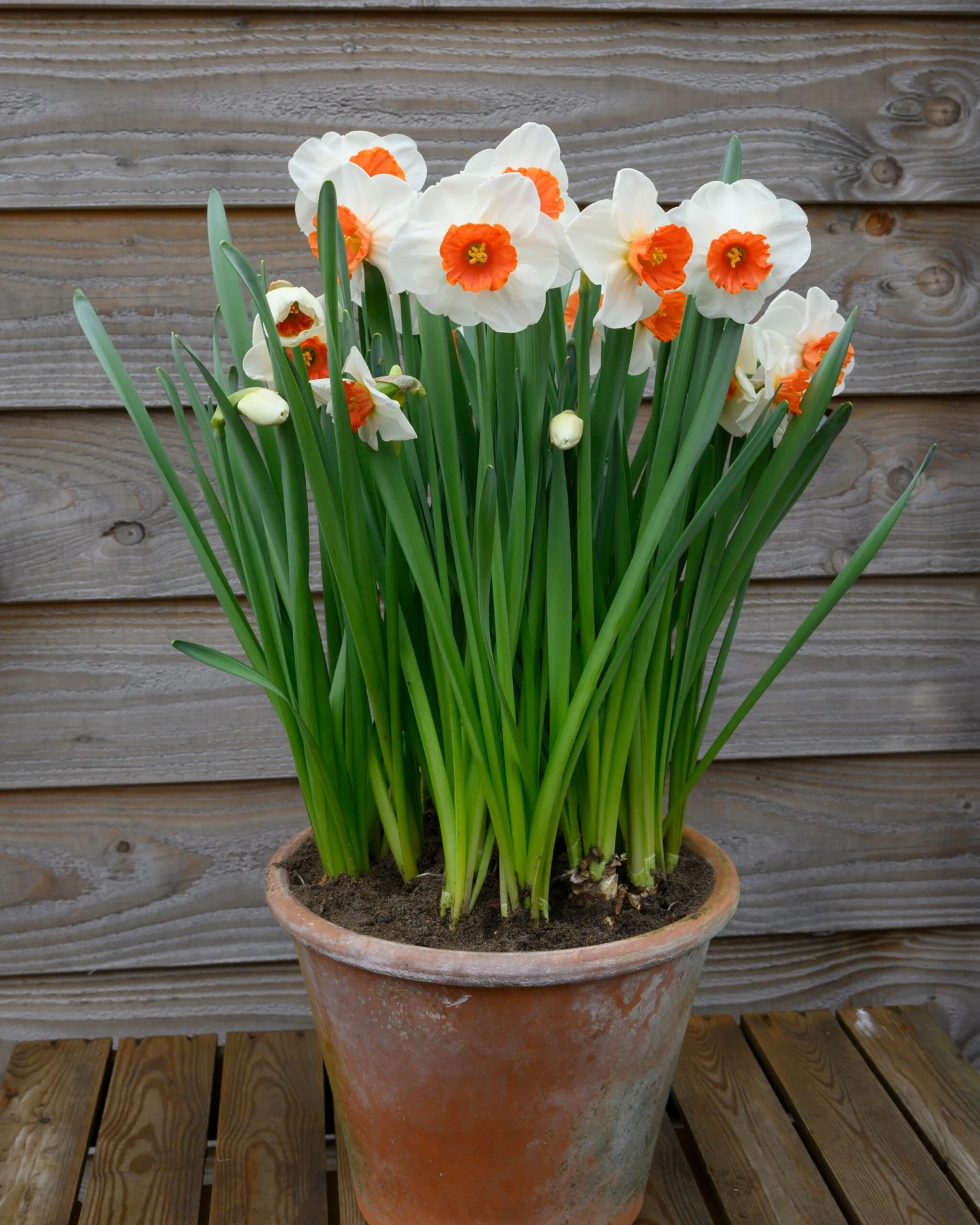 Narcissus 'Amadeus' - Image 8