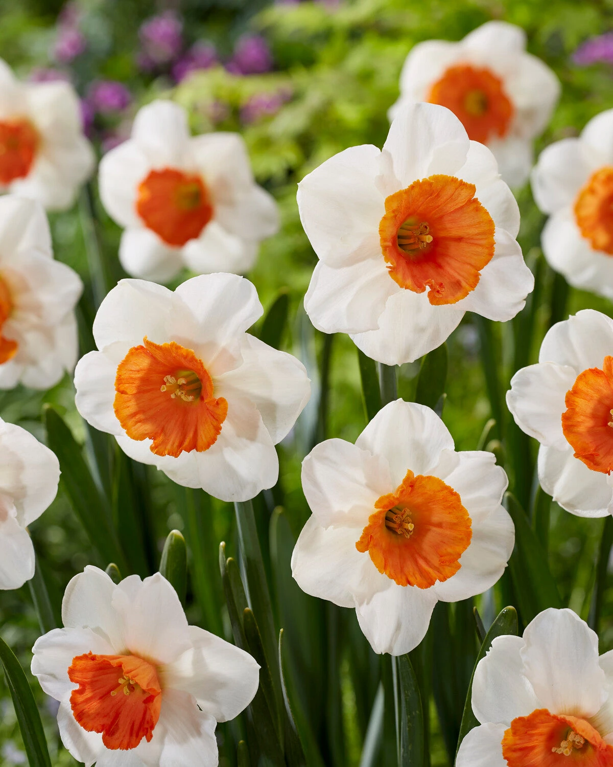 Narcissus 'Amadeus' - Image 6