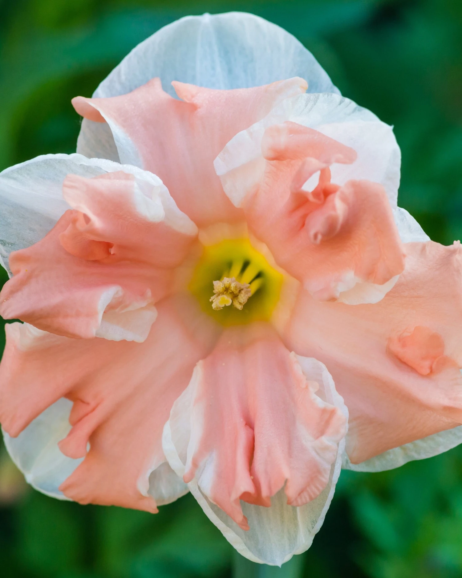 Narcissus 'Apricot Whirl' - Image 2