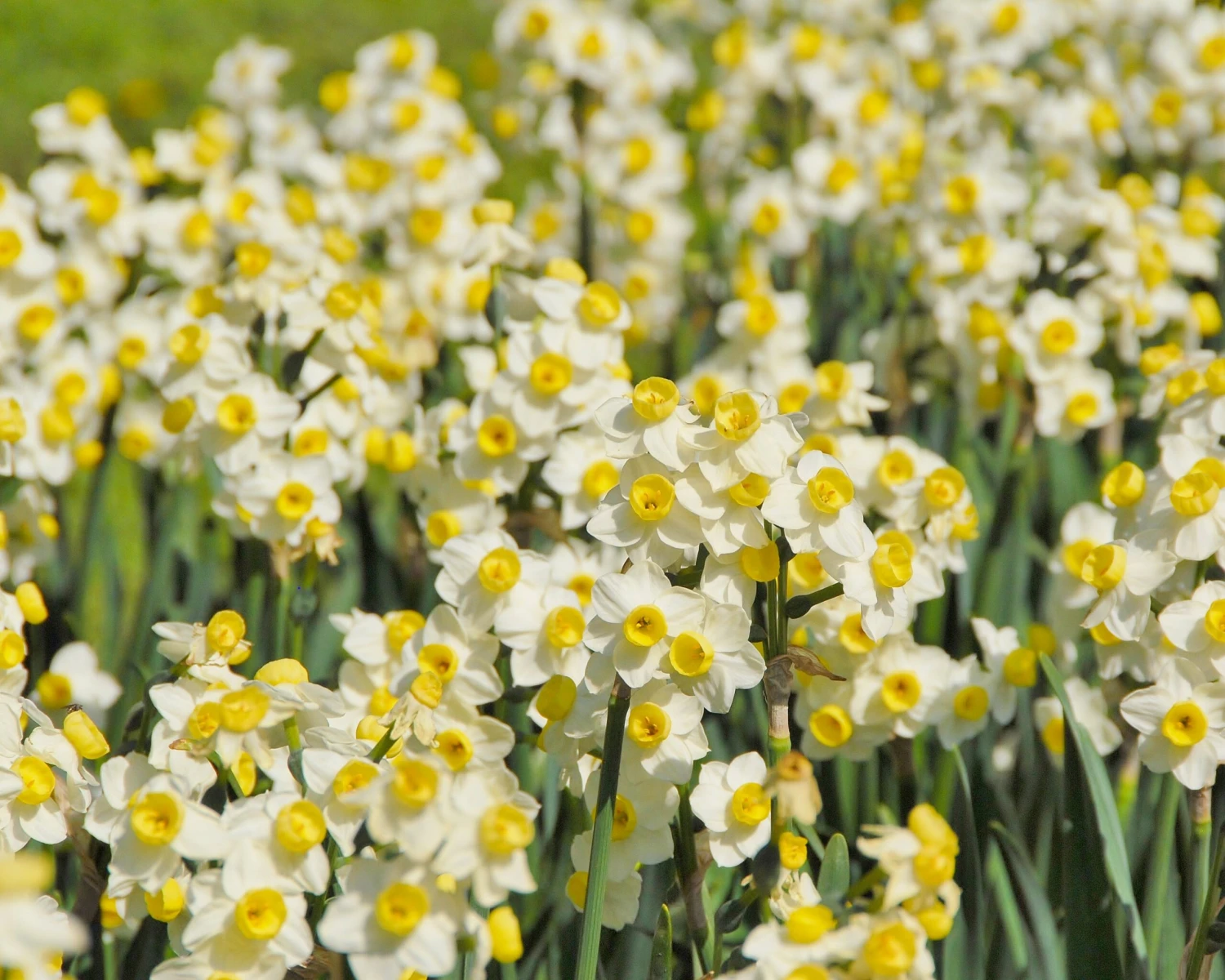 Narcissus 'Avalanche' - Image 2