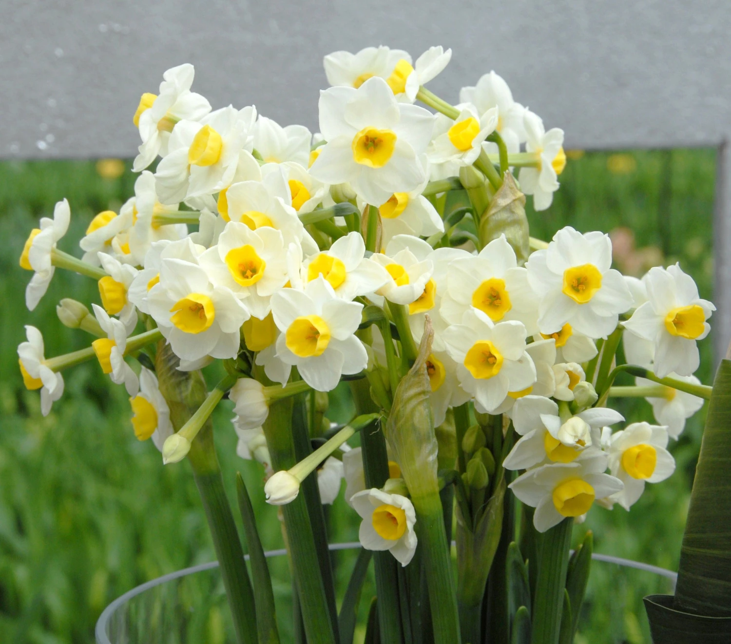 Narcissus 'Avalanche' - Image 6